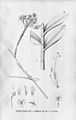 Epidendrum secundum (as syn. Epidendrum longihastatum) plate 35 in: Alfred Cogniaux: Flora Brasiliensis vol. 3 pt. 5 (1898-1902)