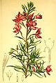 Epilobium dodonaei