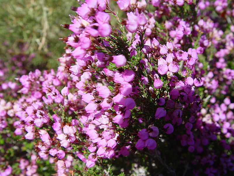 File:Erica australis a.JPG