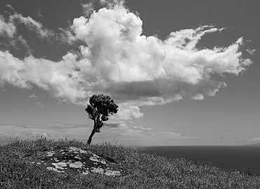 Erica azorica tree, Caldeira, Graciosa Island, Azores, Portugal