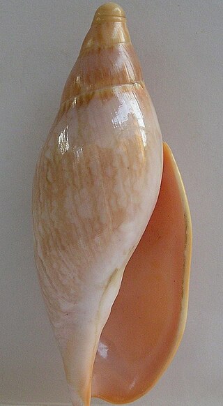 <i>Ericusa sericata</i> Species of gastropod