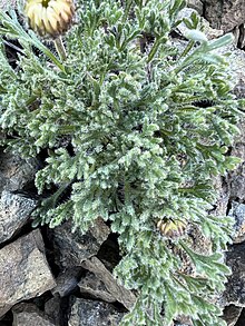 Erigeron compositus JHT IMG 3791.jpg