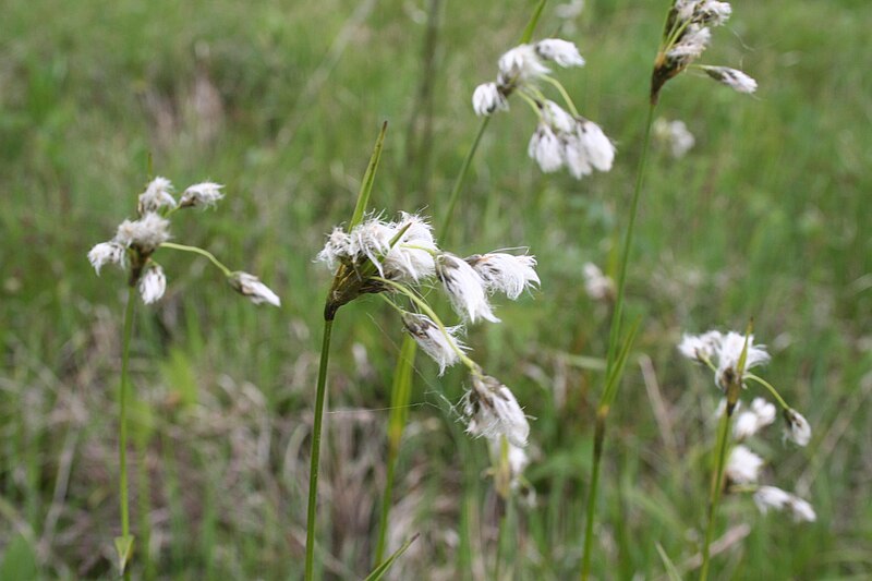 File:Eriophorum latifolium, RNN Remoray - img 17780.jpg