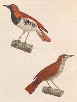 Erithacus komadori 1838.jpg