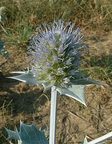 Inflorescence