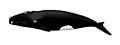 Vzhled velryby černé
