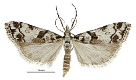 Eudonia torodes