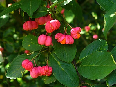 Euonymus europaeus Fruits