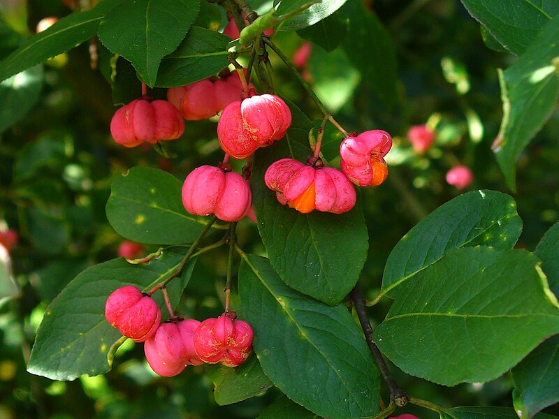 File:Euonymus europaeus 002.JPG