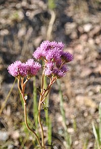 G. tanacetifolia