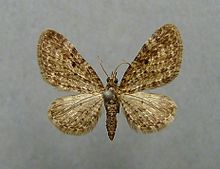 Eupithecia silenata.jpg