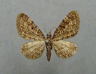 <i>Eupithecia silenata</i> Species of moth