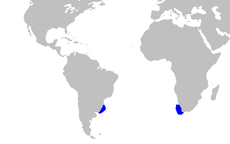 Euprotomicroides zantedeschia distmap.png