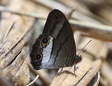 Euptychoides nossis.jpg