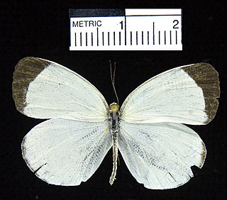 <i>Eurema albula</i> Species of butterfly