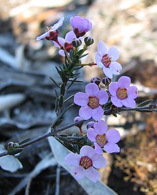 <i>Euryomyrtus</i> Genus of flowering plants