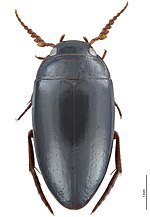 Miniatura para Exocelina athesphatos