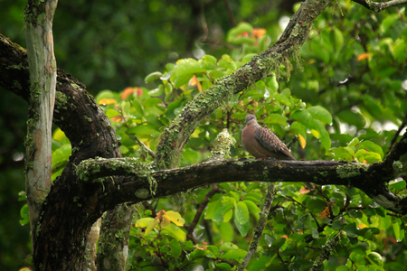 Forest and Bird