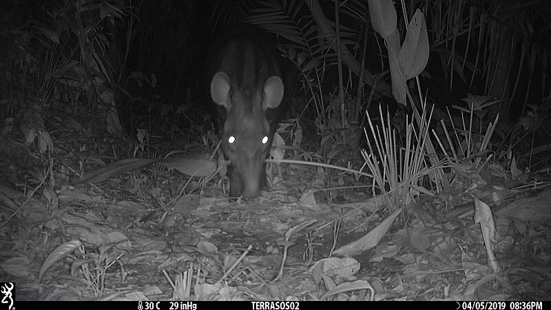 File:F13 Terrasos - Tapirus terrestris.jpg