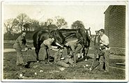 FCP World War I horses 1915