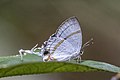 * Nomination Fairy hairstreak (Hypolycaena sp.) --Charlesjsharp 22:31, 25 January 2022 (UTC) * Promotion  Support Good quality. --Steindy 00:13, 26 January 2022 (UTC)