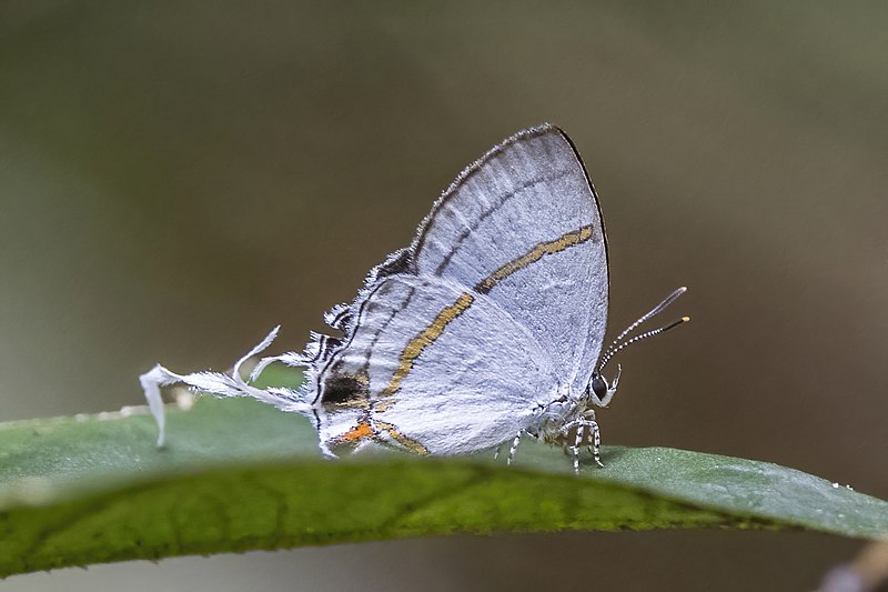 File:Fairy hairstreak (Hypolycaena sp).jpg