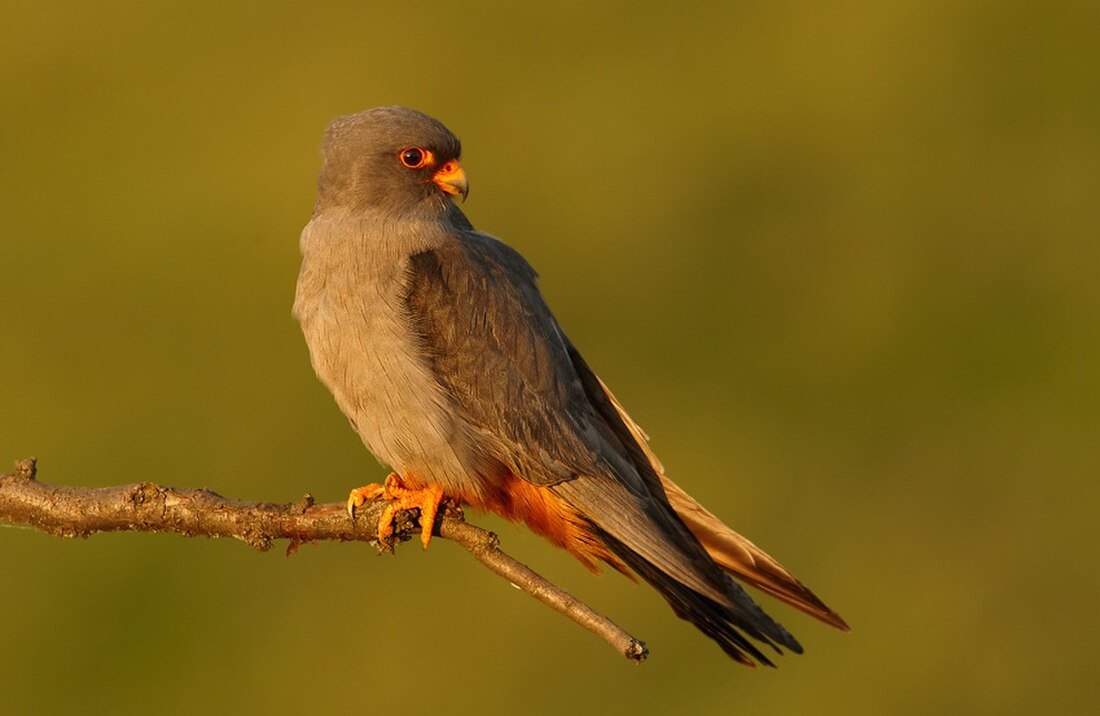 Red-footed falcon