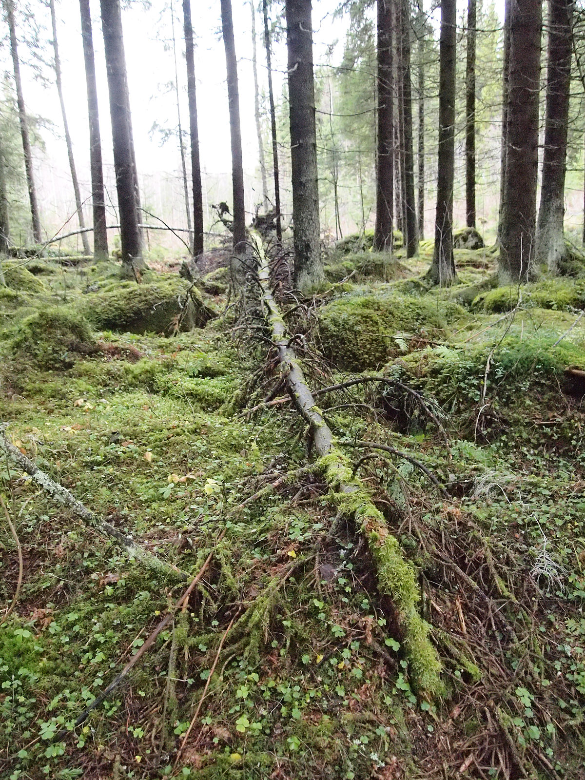 Звук падающего дерева в лесу скачать
