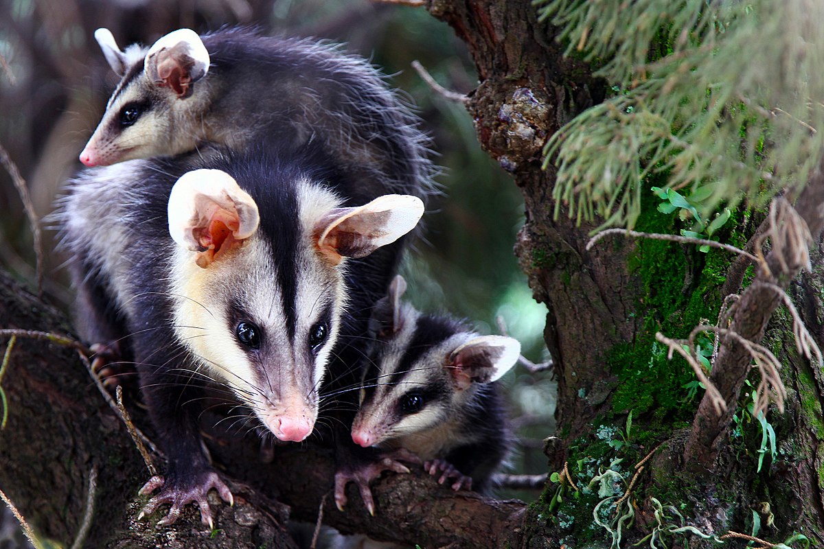 White-eared opossum - Wikidata