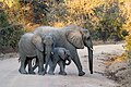 * Nomination Female African bush elephant with juvenile and calf (Loxodonta africana), Kafue Nat'l Park --Tagooty 00:23, 23 August 2023 (UTC) * Promotion  Support Good quality. --Rjcastillo 02:46, 23 August 2023 (UTC)