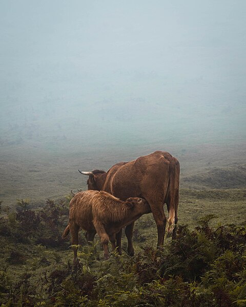 File:Favorite Madeira photo's (51798663996).jpg