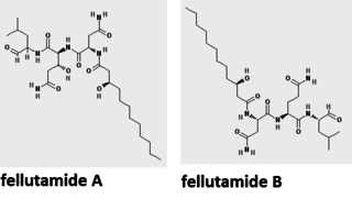 Fellutamide