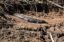 Female crocodile in the Daintree River