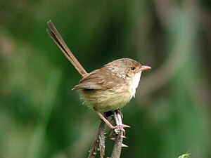 Malurus Melanocephalus