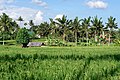* Nomination Paddy fields in Ubud, Bali, Indonesia --Jakubhal 16:49, 21 February 2023 (UTC) * Promotion  Support Good quality. --Poco a poco 17:05, 21 February 2023 (UTC)