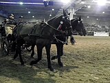 Esperia Pony (Pony dell'Esperia), hitched pair, photographed at Fieracavalli, Verona, Italy, on 9 November 2014.