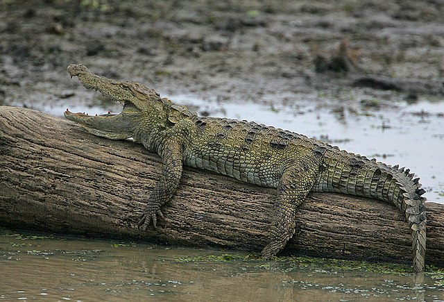 The Mugger crocodile, a close relative and possible descendant of Crocodylus palaeindicus