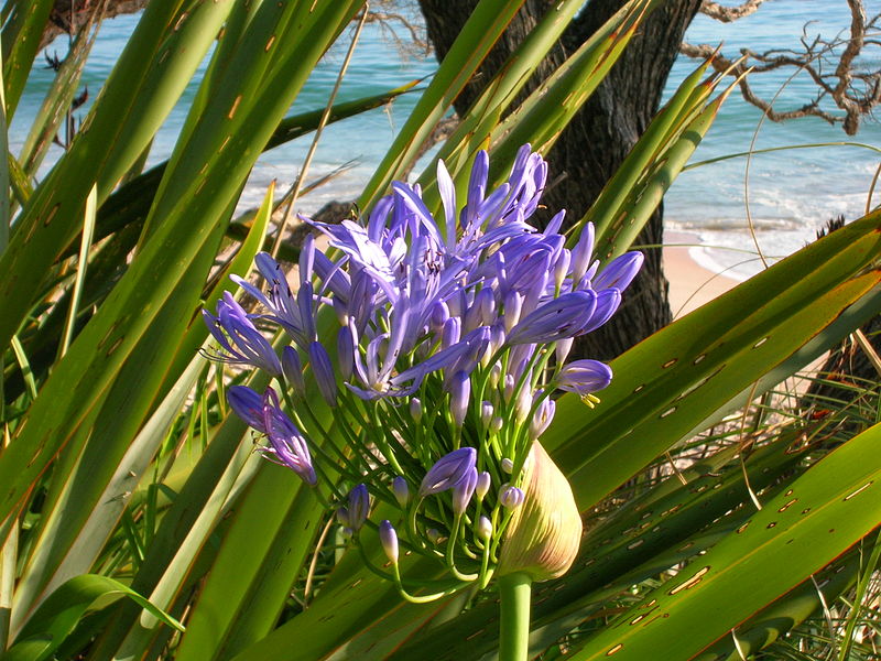 File:Flickr - brewbooks - Unknown purple flower (1).jpg