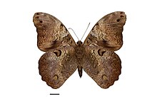 فلیکر - ggallice - Selenophanes cassiope.jpg