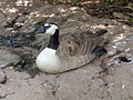 Cypress Pond Aviary exhibit