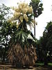 Flowering Talipot Palm 06.jpg