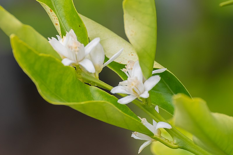 File:Flowers of Citrus clementina (10).jpg