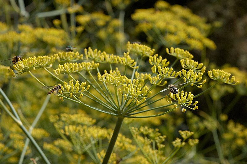 File:Foeniculum vulgare E.jpg