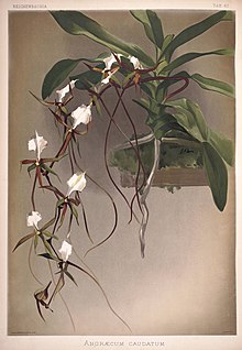 Frederick Sander - Reichenbachia II plate 67 (1890) - Angraecum caudatum.jpg