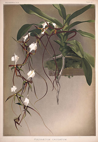 <i>Plectrelminthus</i> Genus of orchids