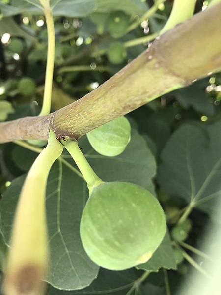 File:Fruits of Ficus carica 20190810.jpg