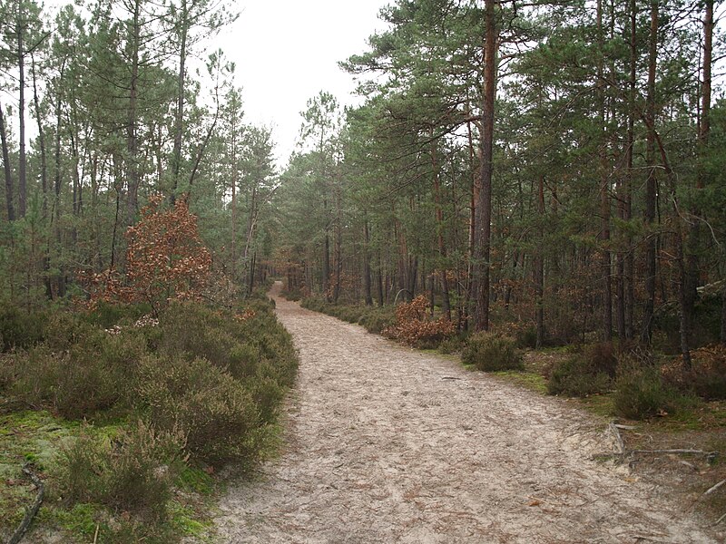 File:GR 13 Chemin d'automne 4.JPG