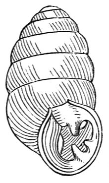 Gastrocopta armifera shell.jpg
