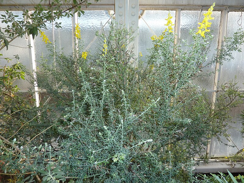 File:Genista microphylla.jpg