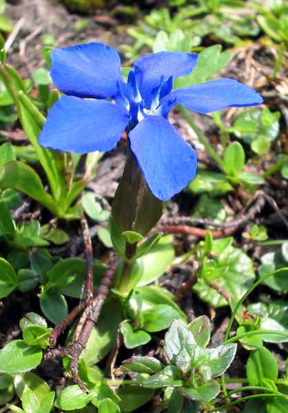 File:Gentiana-verna2.jpg